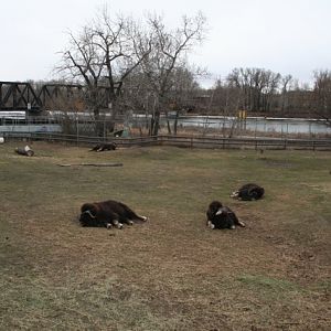 Musk Oxen