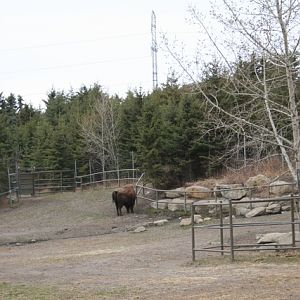 Wood Bison