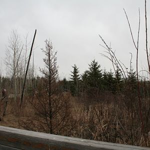 Replicated Burn/Muskeg