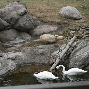 Trumpeter Swans