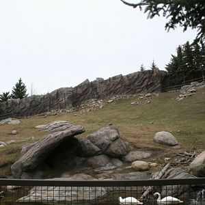 Trumpeter Swan and Dall's Sheep Exhibit