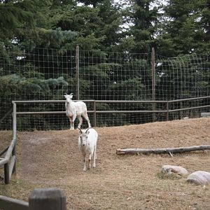 Dall's Sheep
