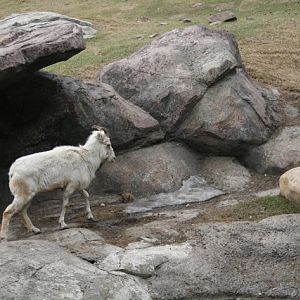 Dall's Sheep