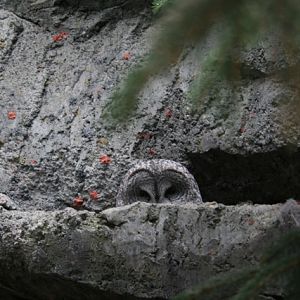 Great Grey Owl