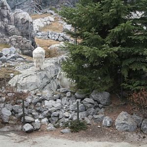 Rocky Mountain Goat
