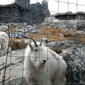 Rocky Mountain Goat