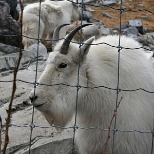 Rocky Mountain Goat