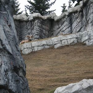 Bighorn Sheep