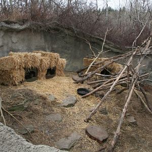 North American Porcupine