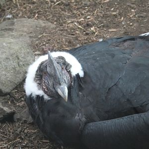 Andean Condor