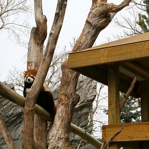 Red Panda