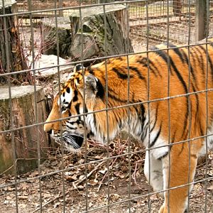 Amur Tiger
