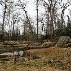 Amur Tiger Enclosure