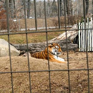 Amur Tiger