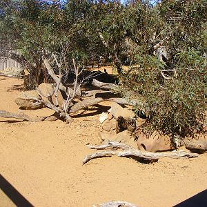 Meerkat Exhibit - April, 2010