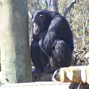 Chimpanzee - April, 2010