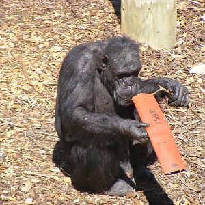 Chimpanzee Using Tool - April, 2010