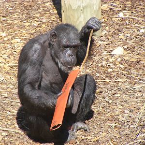 Chimpanzee Using Tool - April, 2010