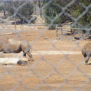 Black Rhinoceros - April, 2010