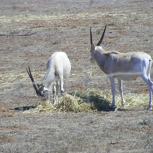 Addax - April, 2010