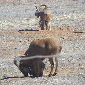 Barbary Sheep - April, 2010