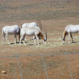Scimitar Oryx - April, 2010