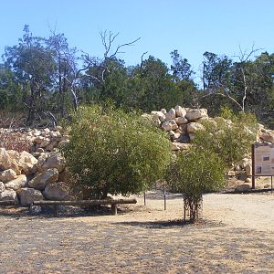 Yellow-footed Rock-wallaby Exhibit - April, 2010