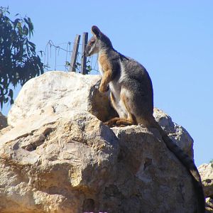 Yellow-footed Rock-wallaby - April, 2010
