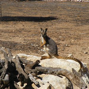 Yellow-footed Rock-wallaby - April, 2010