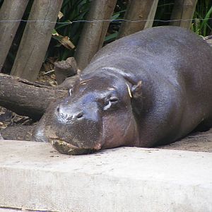 Pygmy Hippo - April, 2010
