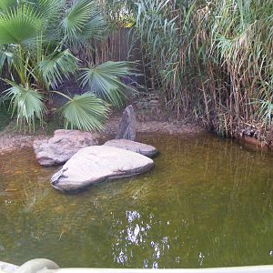 Freshwater Croc and tortoise Exhibit - April, 2010