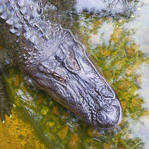 Alligator - April, 2010