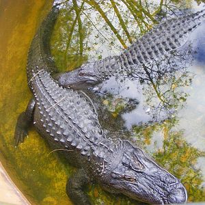 Alligators - April, 2010