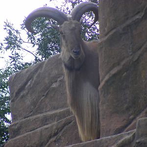 Barbary Sheep - April, 2010