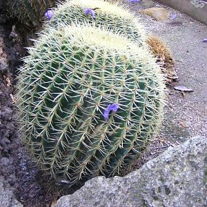 Cactus - April, 2010