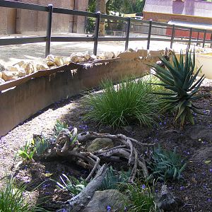 Meerkat Exhibit - April, 2010