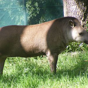 Brazilian Tapir - April, 2010