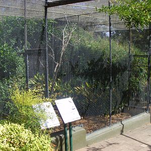 Aviaries - April, 2010