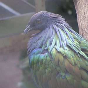Nicobar Pigeon - April, 2010