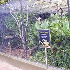 Aviaries - April, 2010