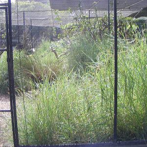 Aviaries - April, 2010