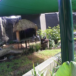 Ring-tailed Lemur Exhibit - April, 2010
