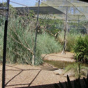 Aviaries - April, 2010