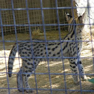 Serval Kitten - April, 2010
