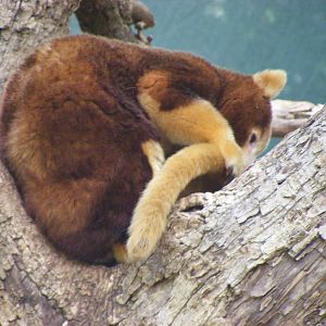 Matchie's(?) Tree-kangaroo - April, 2010