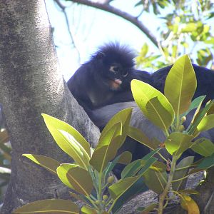 Dusky Langurs - April, 2010