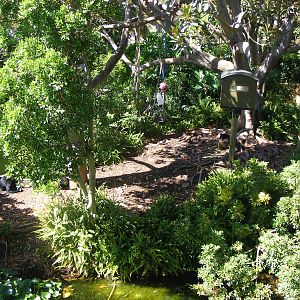 Siamang Exhibit - April, 2010