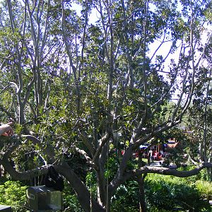 Fig Tree in Siamang Exhibit - April, 2010
