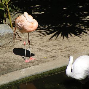 Flamingo - April, 2010