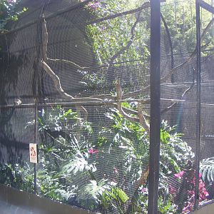 Bolivian Squirrel-monkey Exhibit - April, 2010